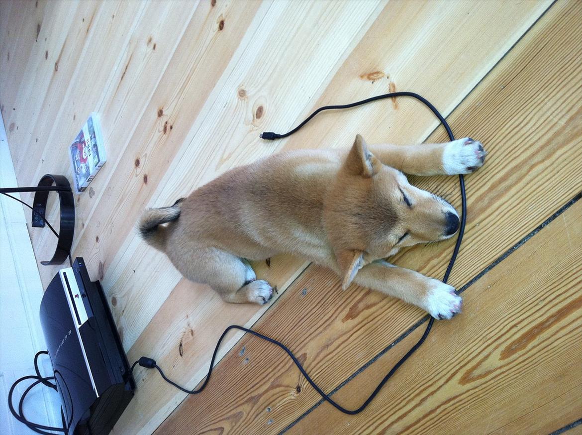 Shiba BamBam billede 6