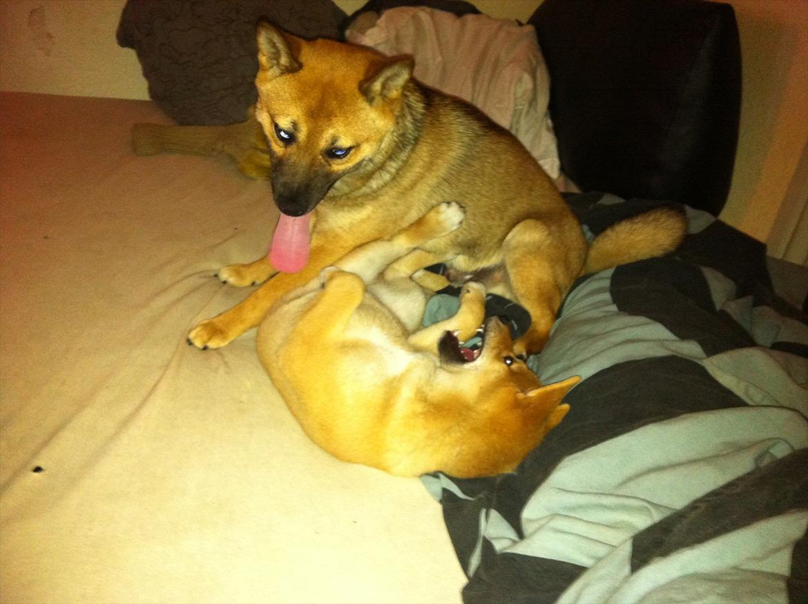 Shiba BamBam billede 7