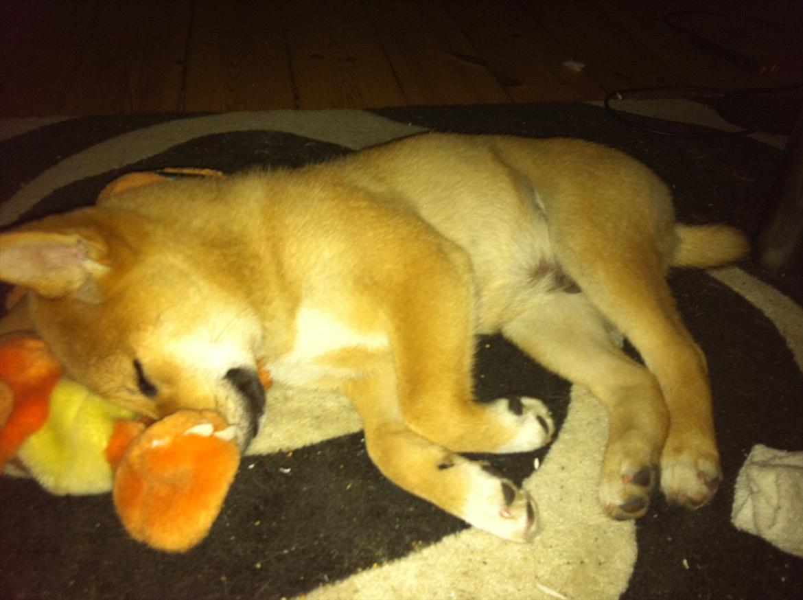 Shiba BamBam billede 8