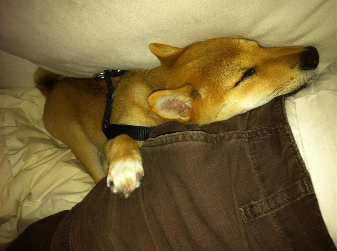 Shiba BamBam billede 9