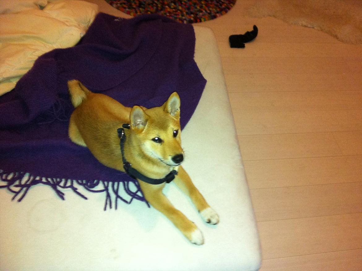 Shiba BamBam billede 10
