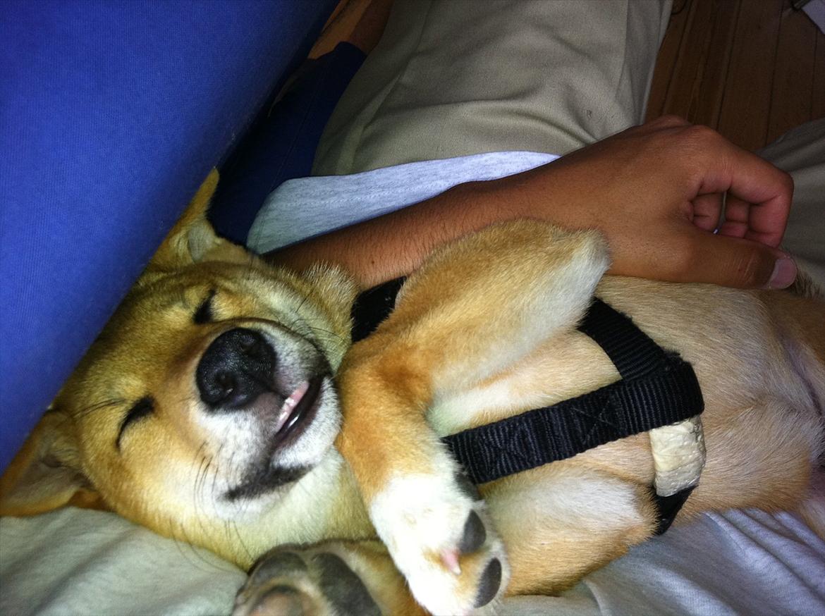 Shiba BamBam billede 11