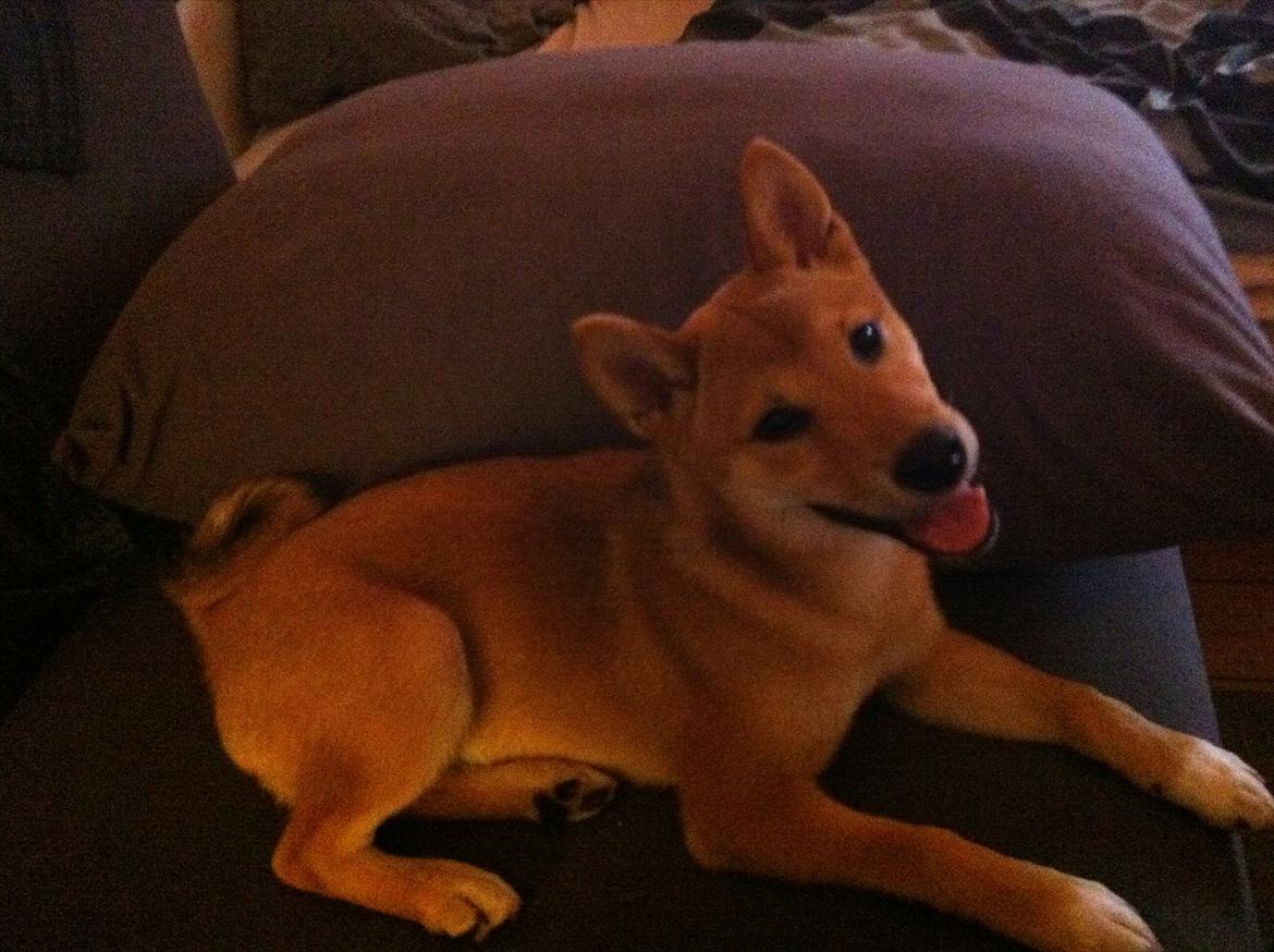 Shiba BamBam billede 12