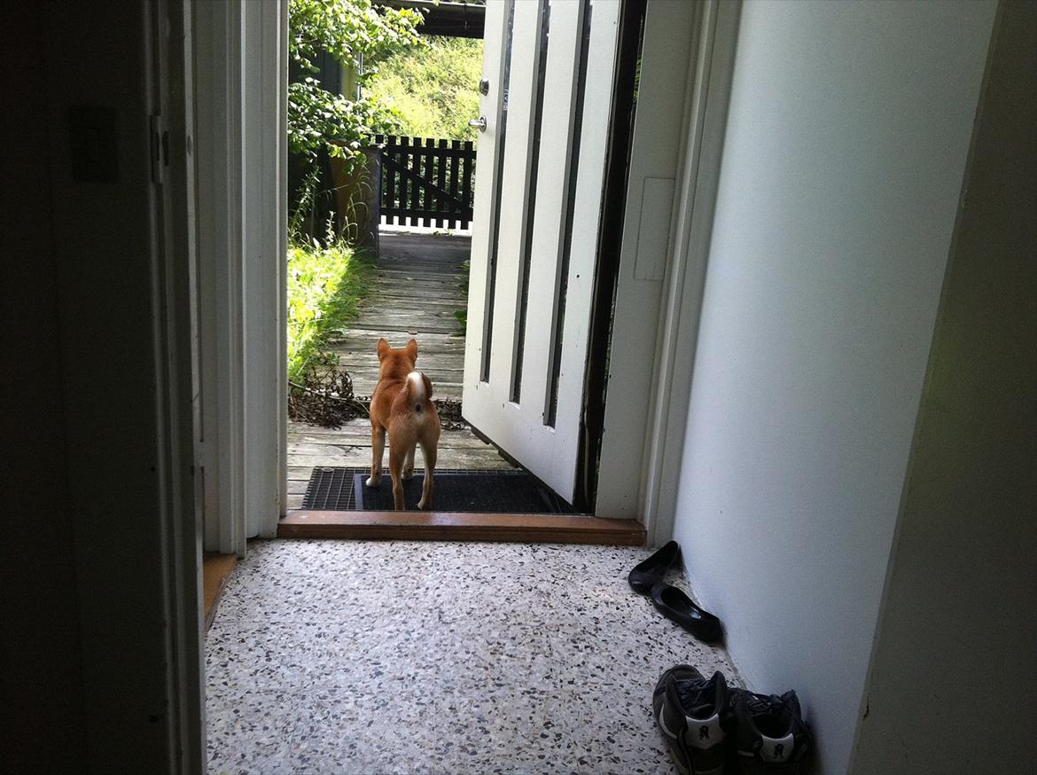 Shiba BamBam billede 13