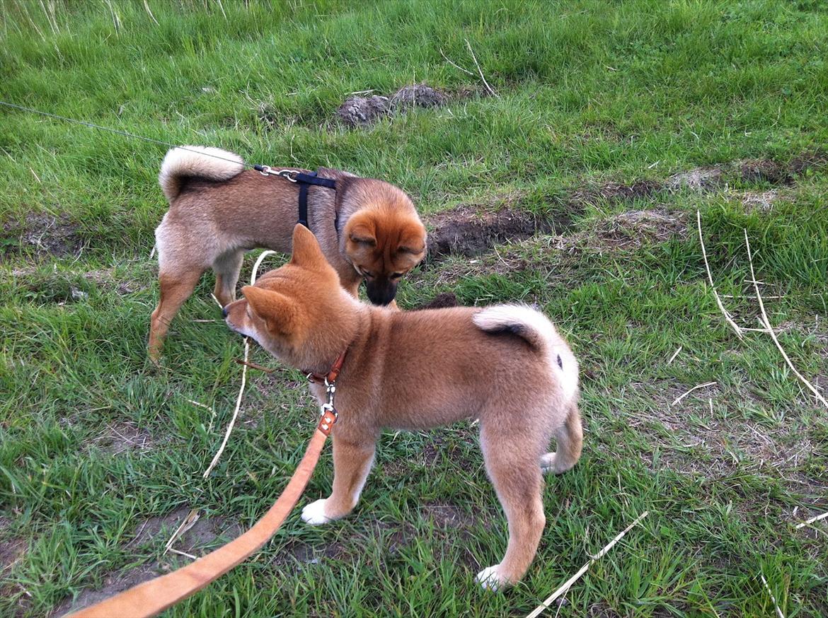 Shiba BamBam billede 14