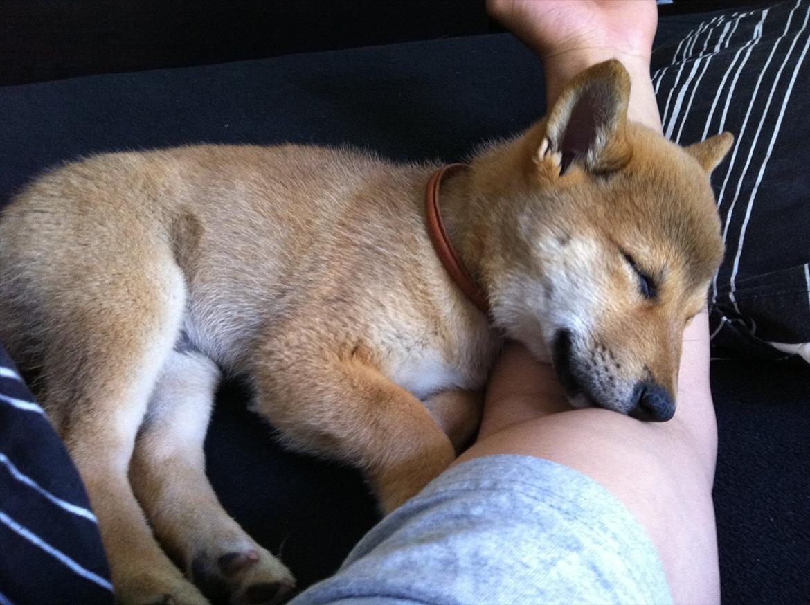 Shiba BamBam billede 15