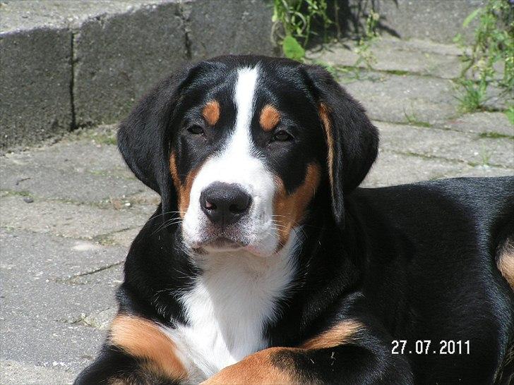 Grosser schweizer sennenhund Cleo billede 18