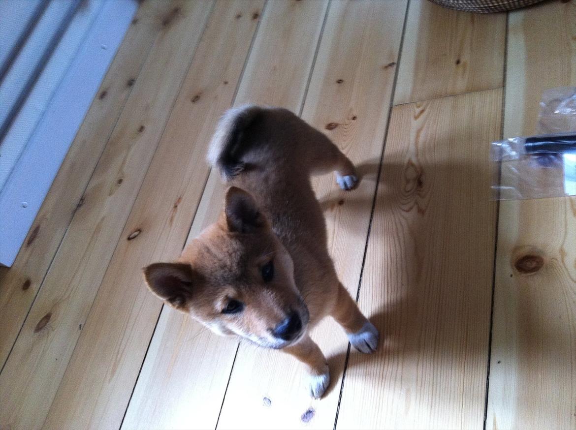 Shiba BamBam billede 16
