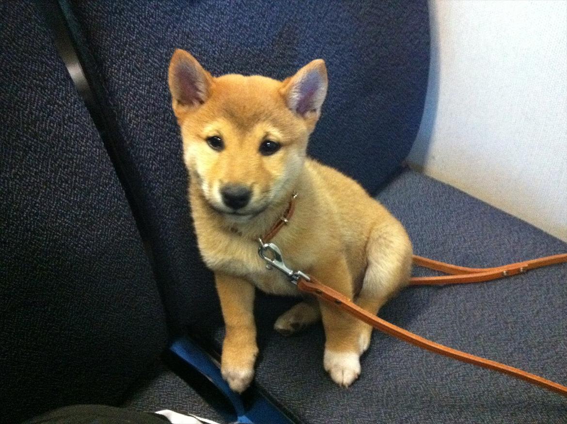 Shiba BamBam billede 17