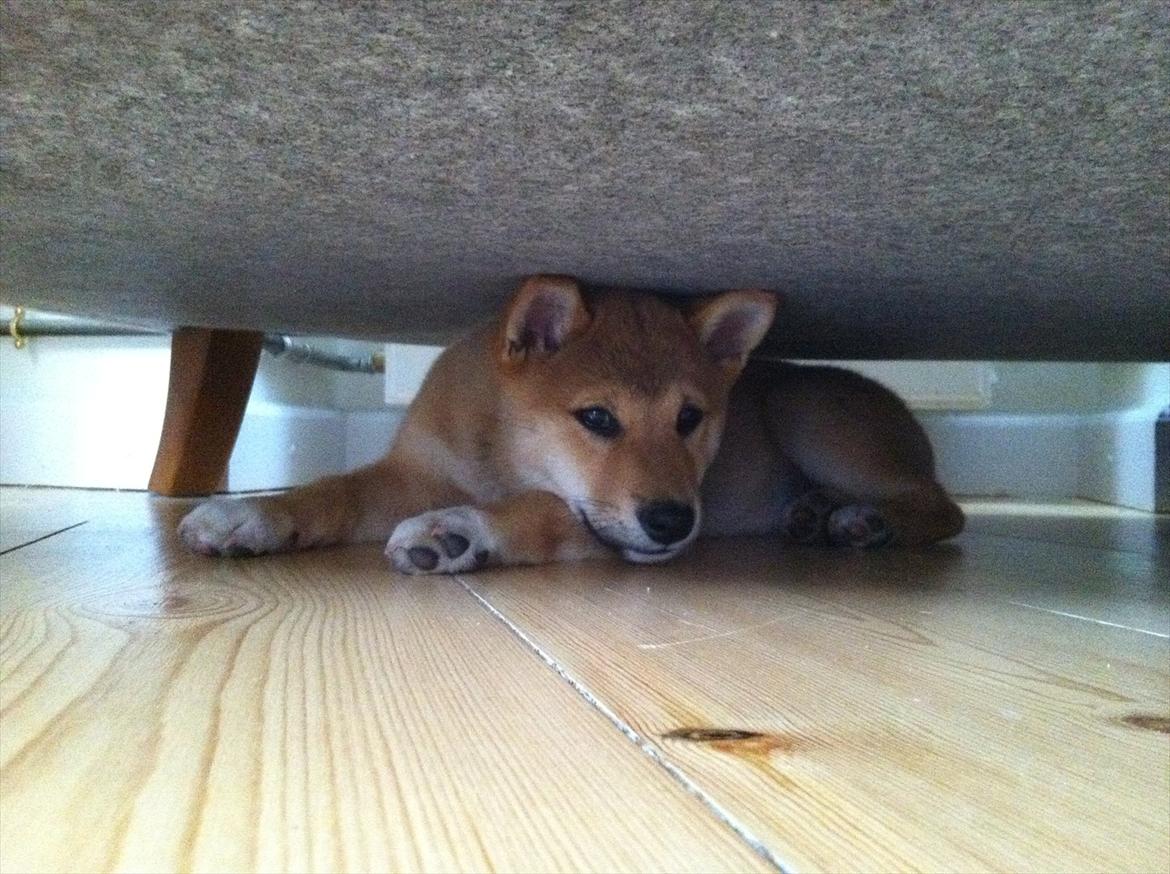 Shiba BamBam billede 18