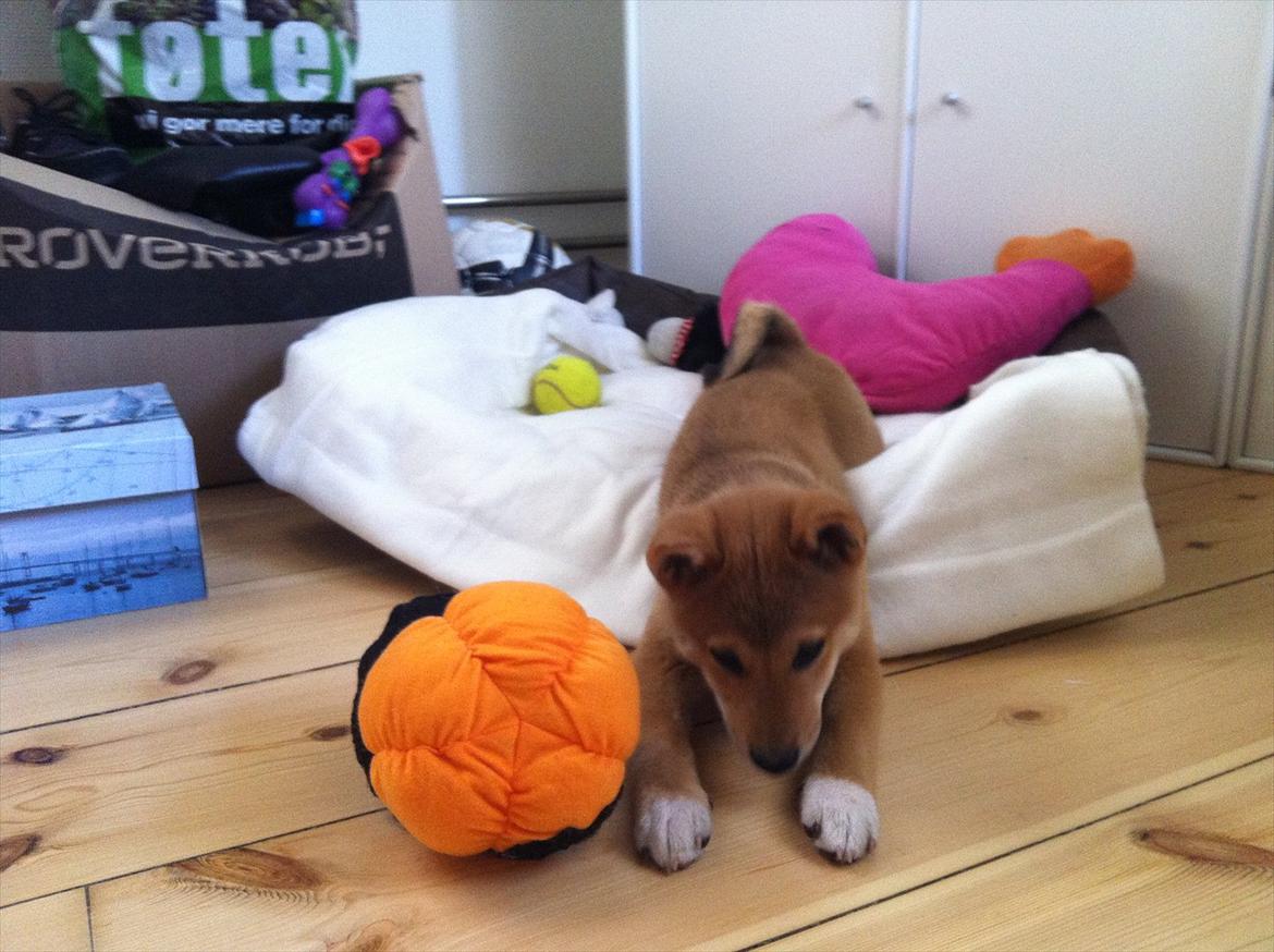 Shiba BamBam billede 19