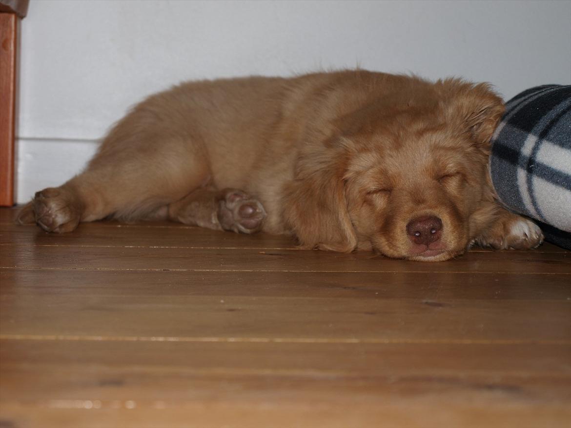 Nova scotia duck tolling retriever Bol Tol Turbo - "Oskar" billede 4