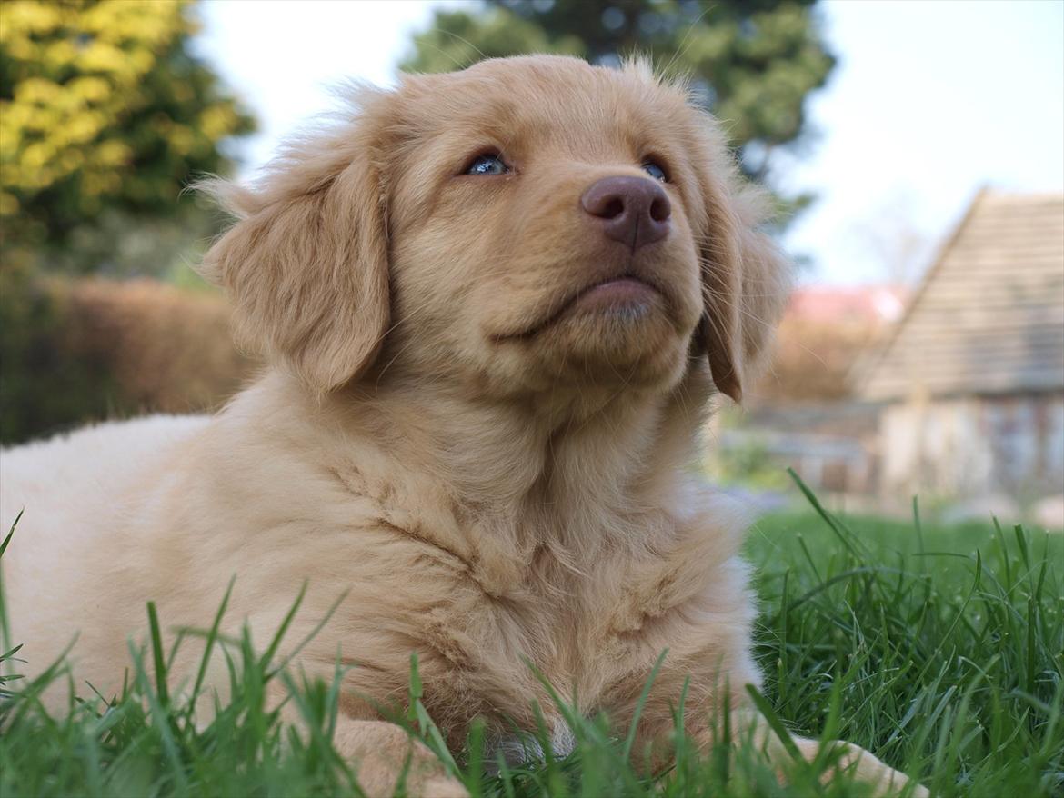 Nova scotia duck tolling retriever Bol Tol Turbo - "Oskar" billede 5