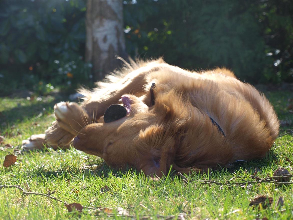 Nova scotia duck tolling retriever Bol Tol Turbo - "Oskar" billede 6