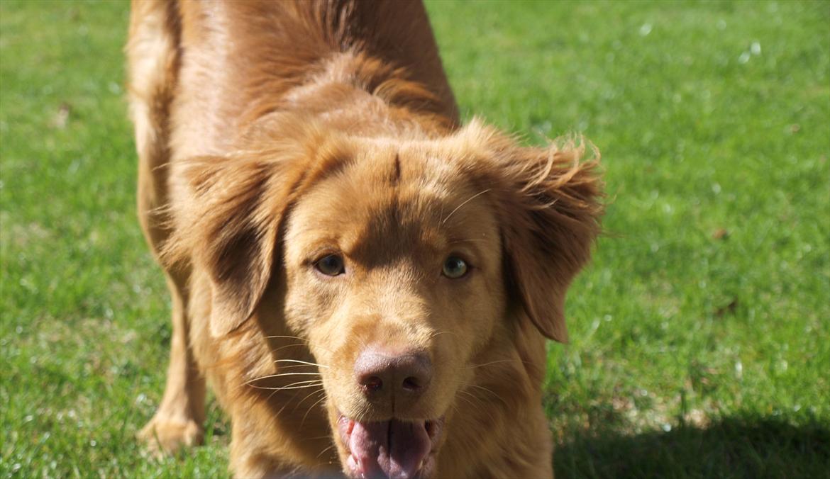 Nova scotia duck tolling retriever Bol Tol Turbo - "Oskar" - Altid klar til leg ;-)  billede 7