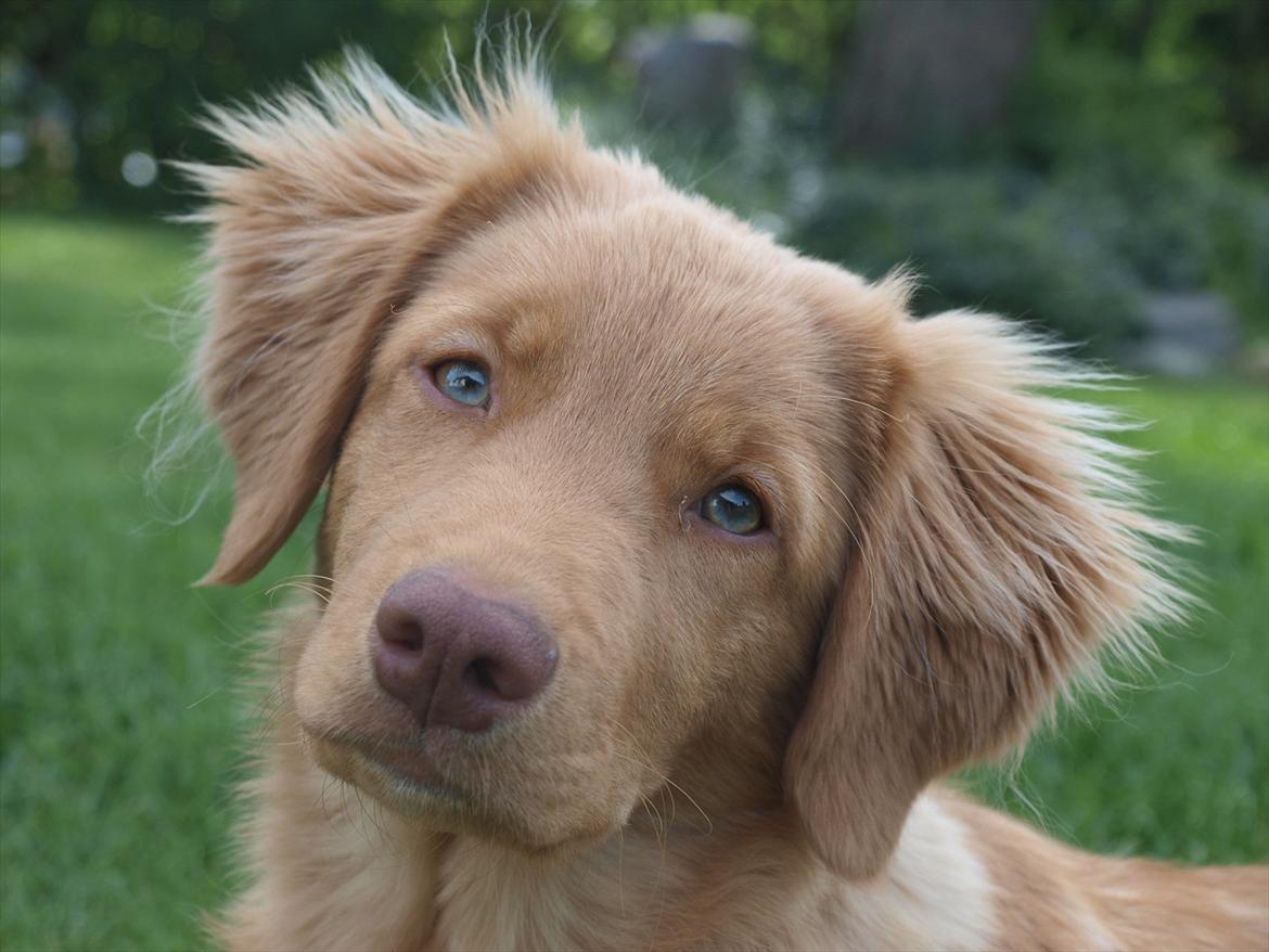 Nova scotia duck tolling retriever Bol Tol Turbo - "Oskar" billede 13