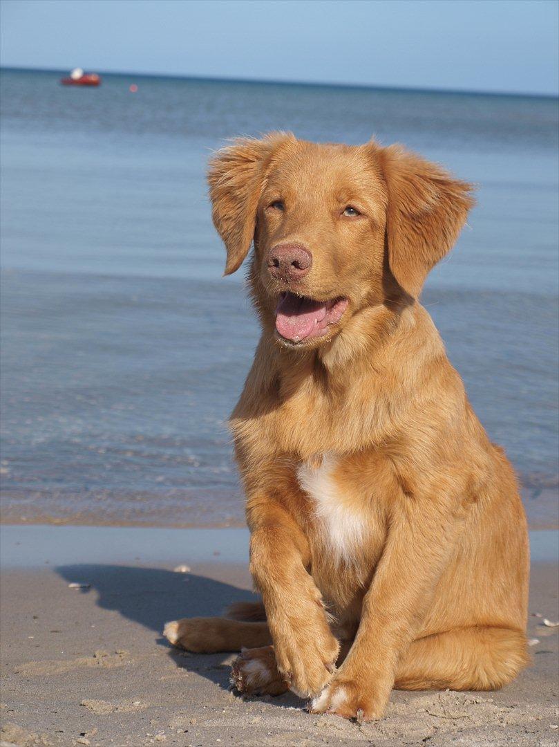 Nova scotia duck tolling retriever Bol Tol Turbo - "Oskar" billede 14