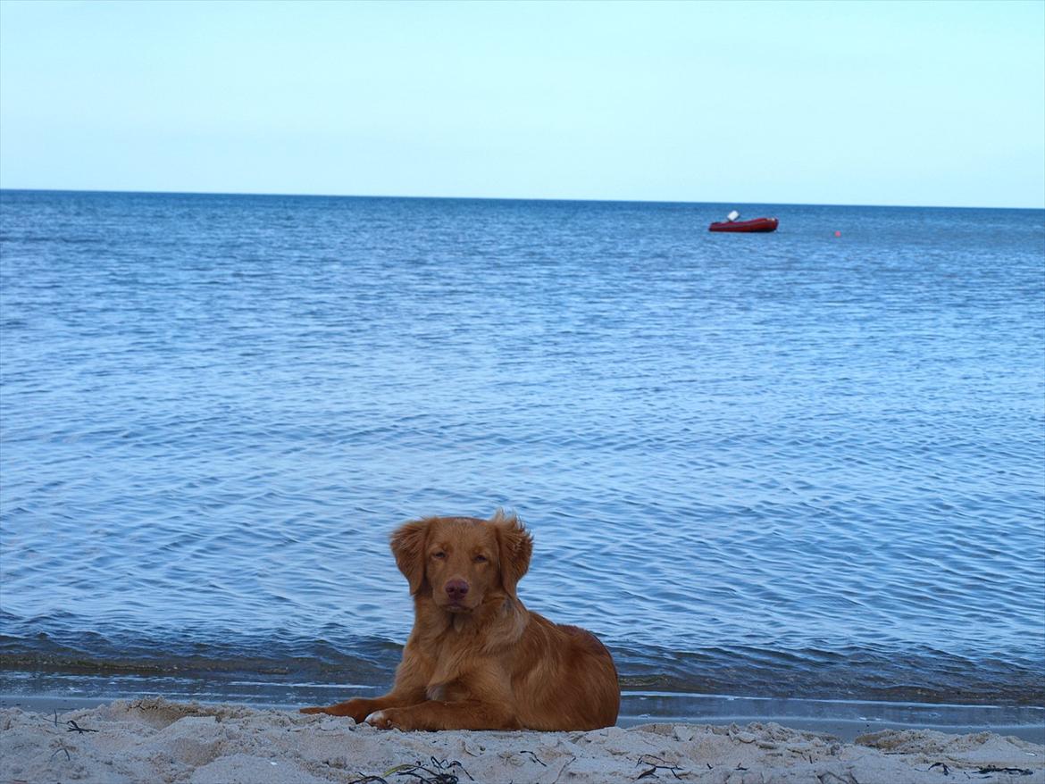 Nova scotia duck tolling retriever Bol Tol Turbo - "Oskar" billede 15