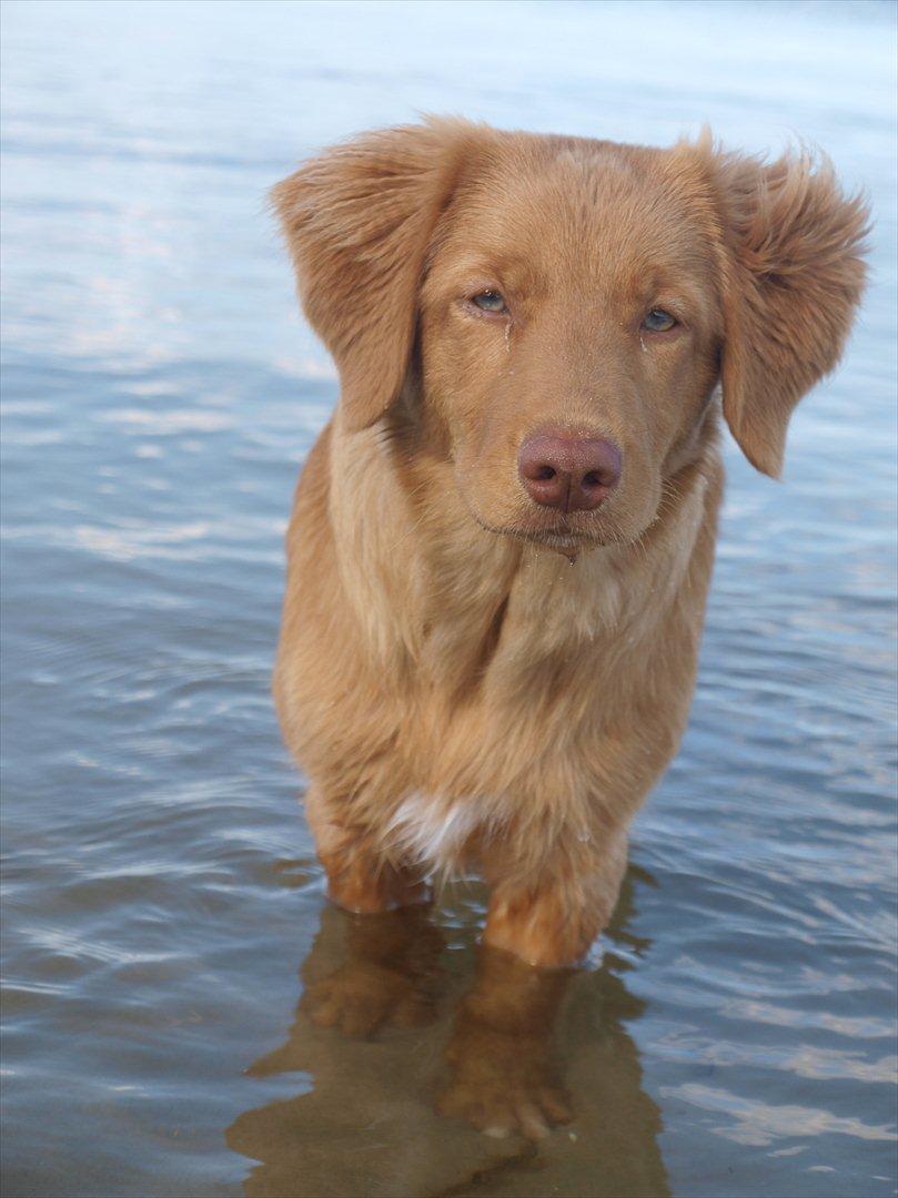 Nova scotia duck tolling retriever Bol Tol Turbo - "Oskar" - Hans rette element :-)  billede 18