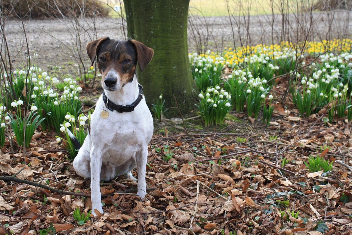 Dansk svensk gaardhund SACHA - Påske billede 4