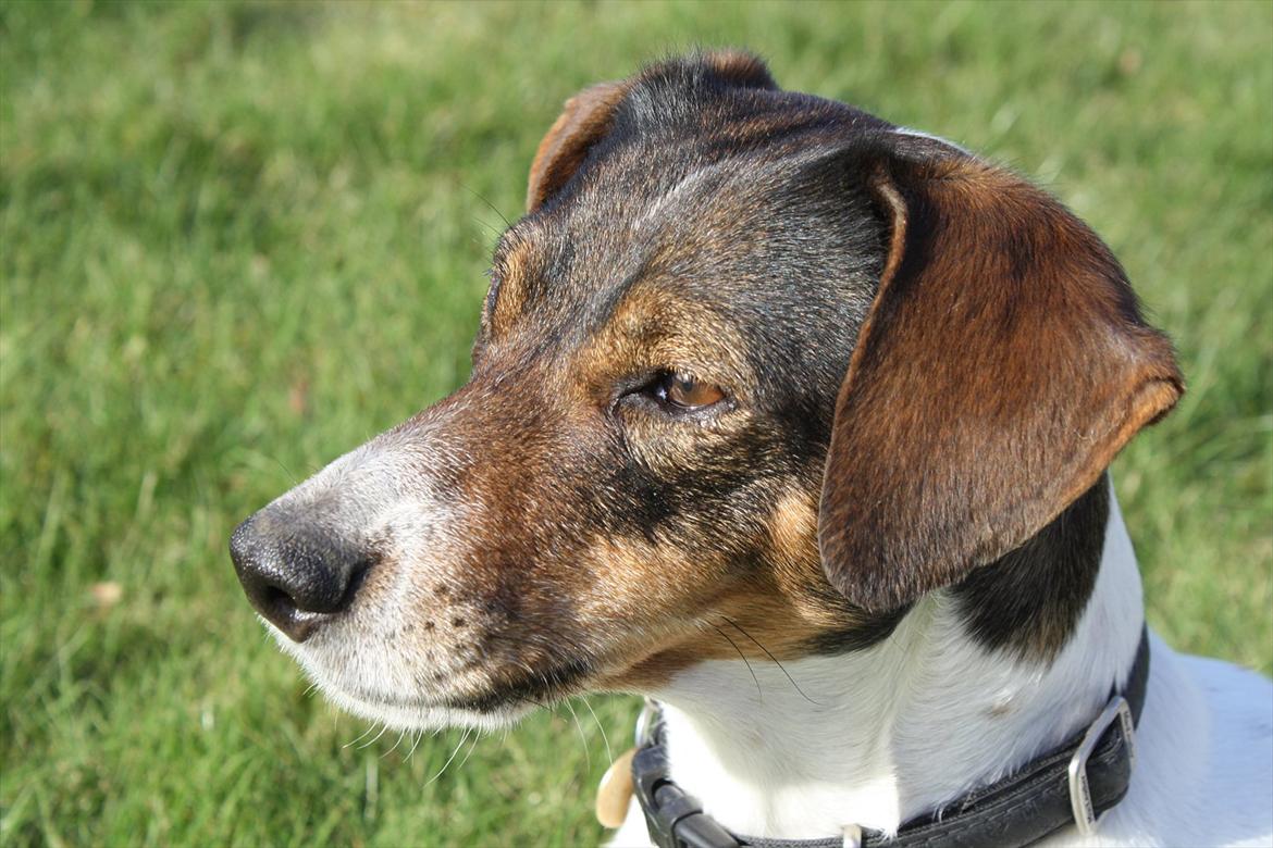 Dansk svensk gaardhund SACHA billede 5