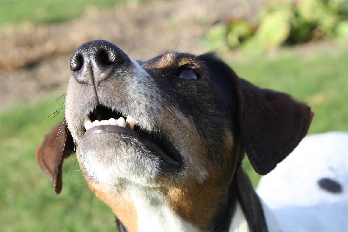 Dansk svensk gaardhund SACHA - HEJ og velkommen til Sachas profil (-: billede 1
