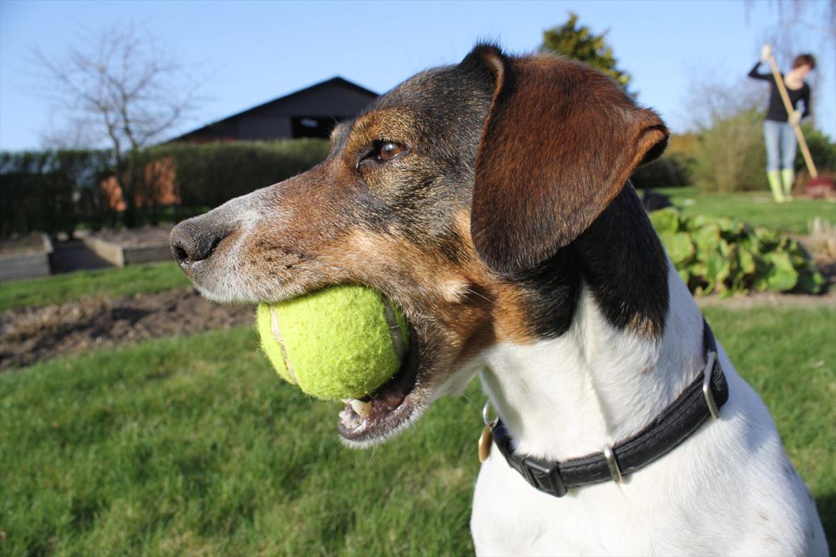 Dansk svensk gaardhund SACHA - Bold smager godt  billede 6