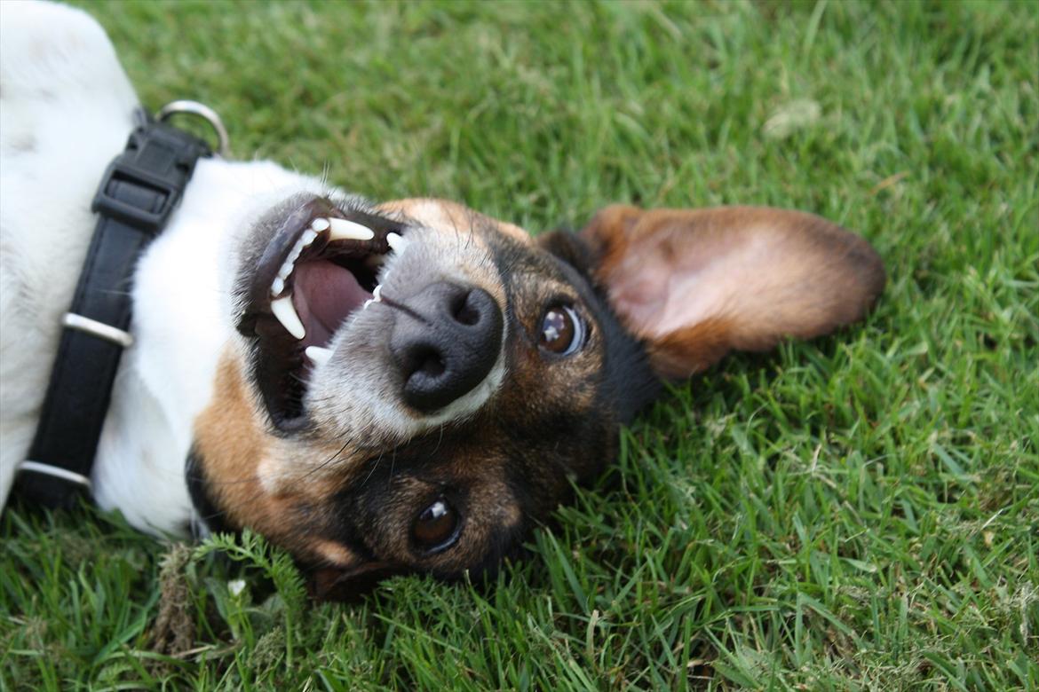 Dansk svensk gaardhund SACHA - hej hej billede 7