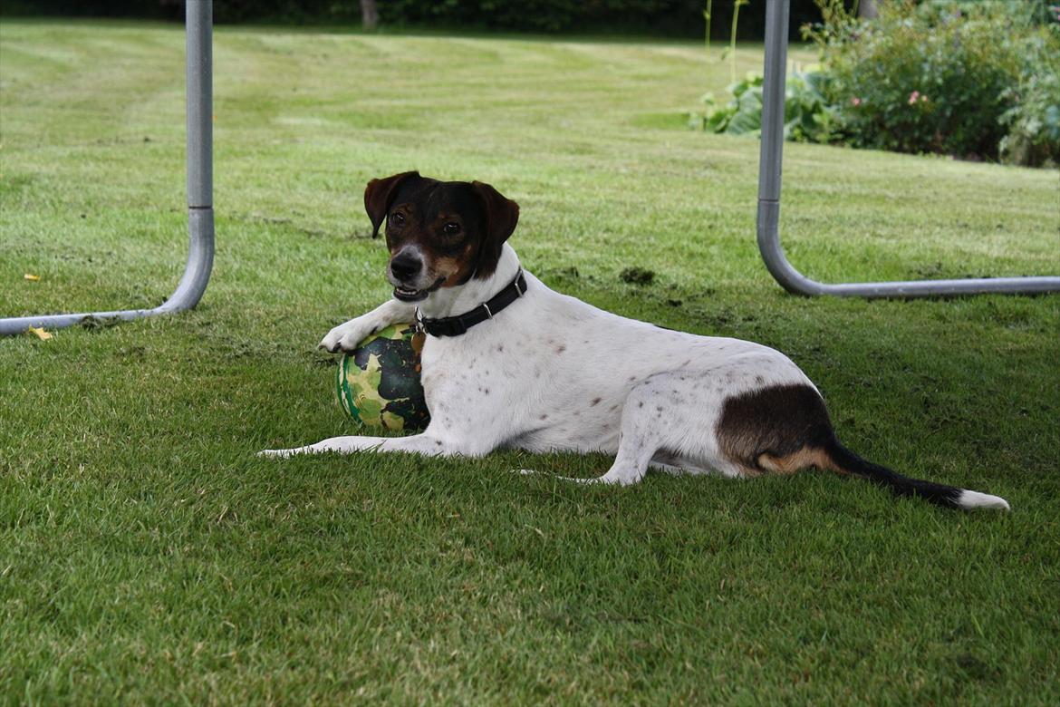 Dansk svensk gaardhund SACHA - MIN billede 8