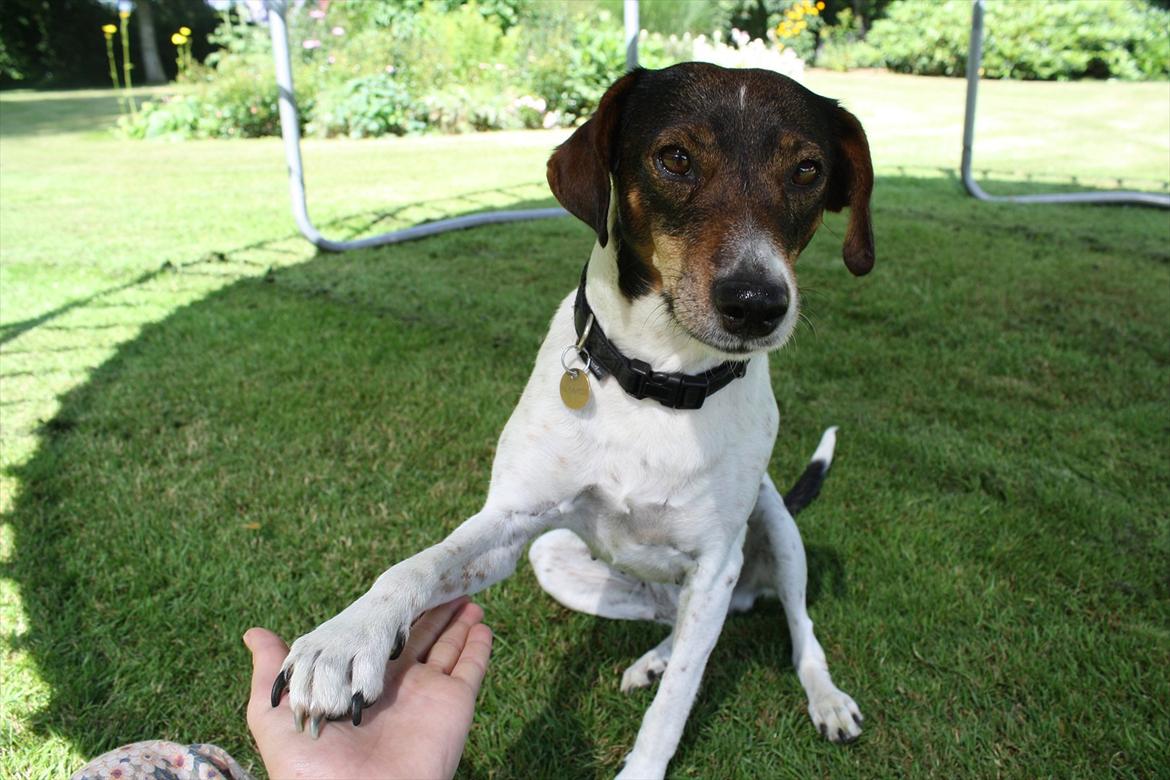 Dansk svensk gaardhund SACHA - Farvel og tak fordi du kiggede, læg gerne en bedømmelse og en kommentar. billede 16