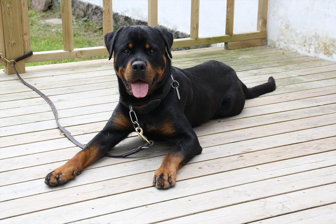 Rottweiler Barni - nyt. han er meget fortørnet over at være i snor da han kom til skade med trædepuden billede 2