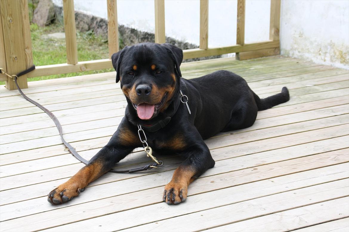Rottweiler Barni - nyt billede 20