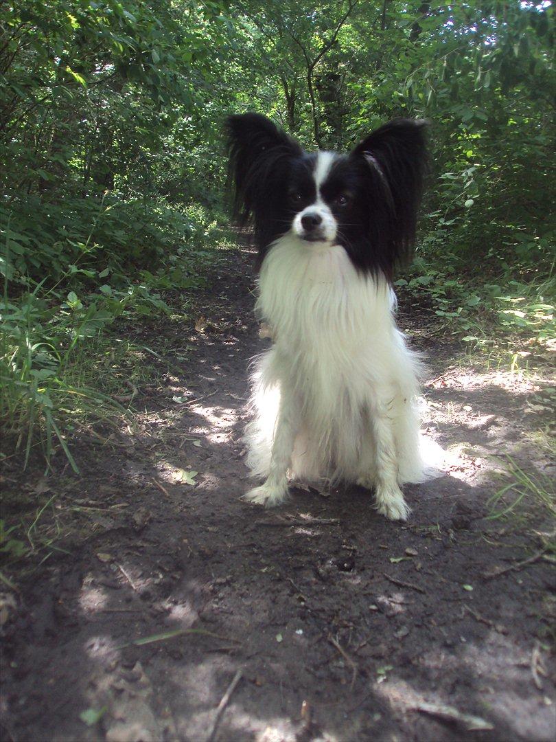 Papillon Klæstruplunds Cille - Kongelundsskoven juli 2011 billede 16
