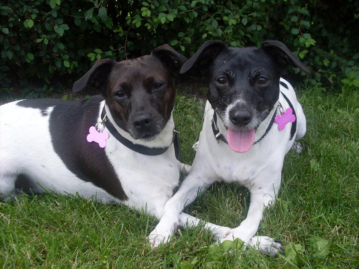 Dansk svensk gaardhund Cassie billede 19