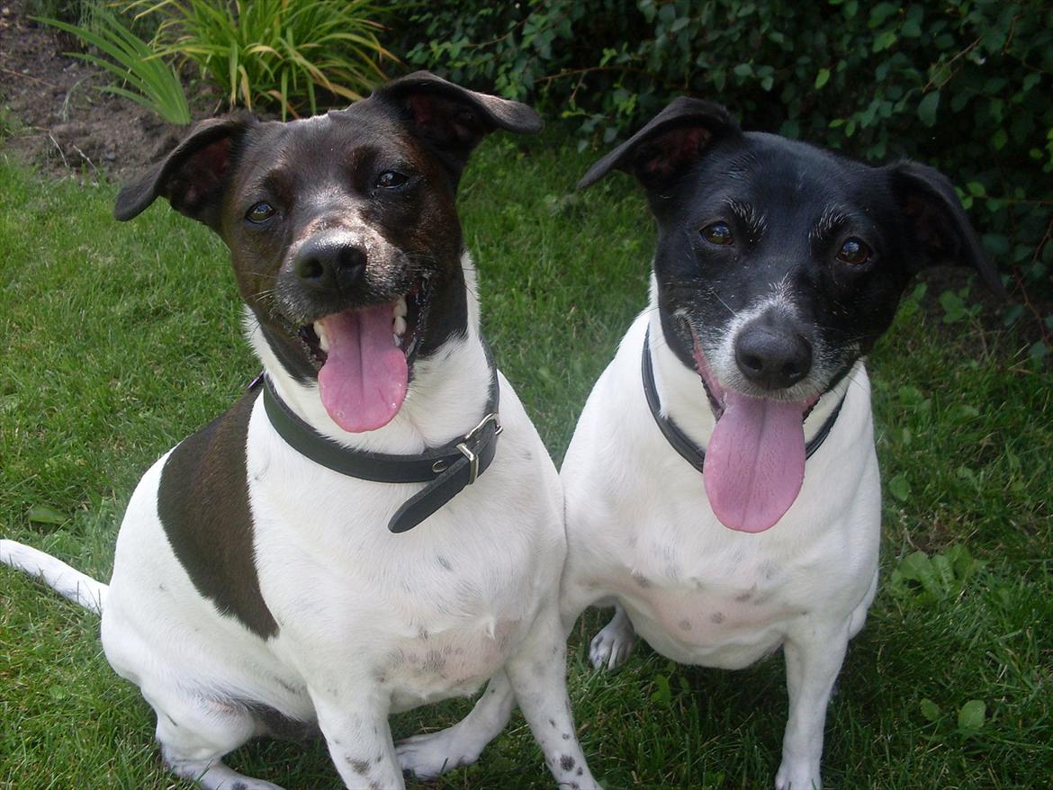 Dansk svensk gaardhund Cassie billede 20