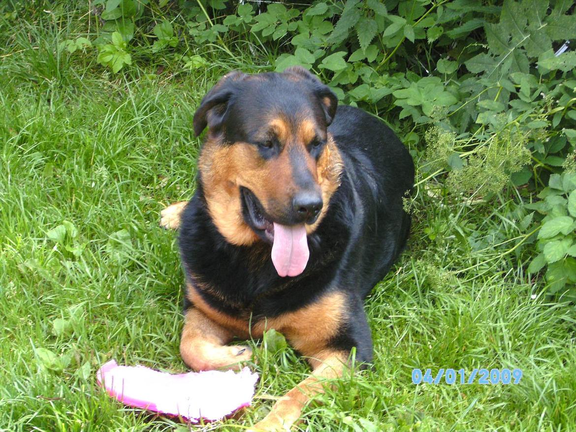 Blanding af racer Basse billede 15