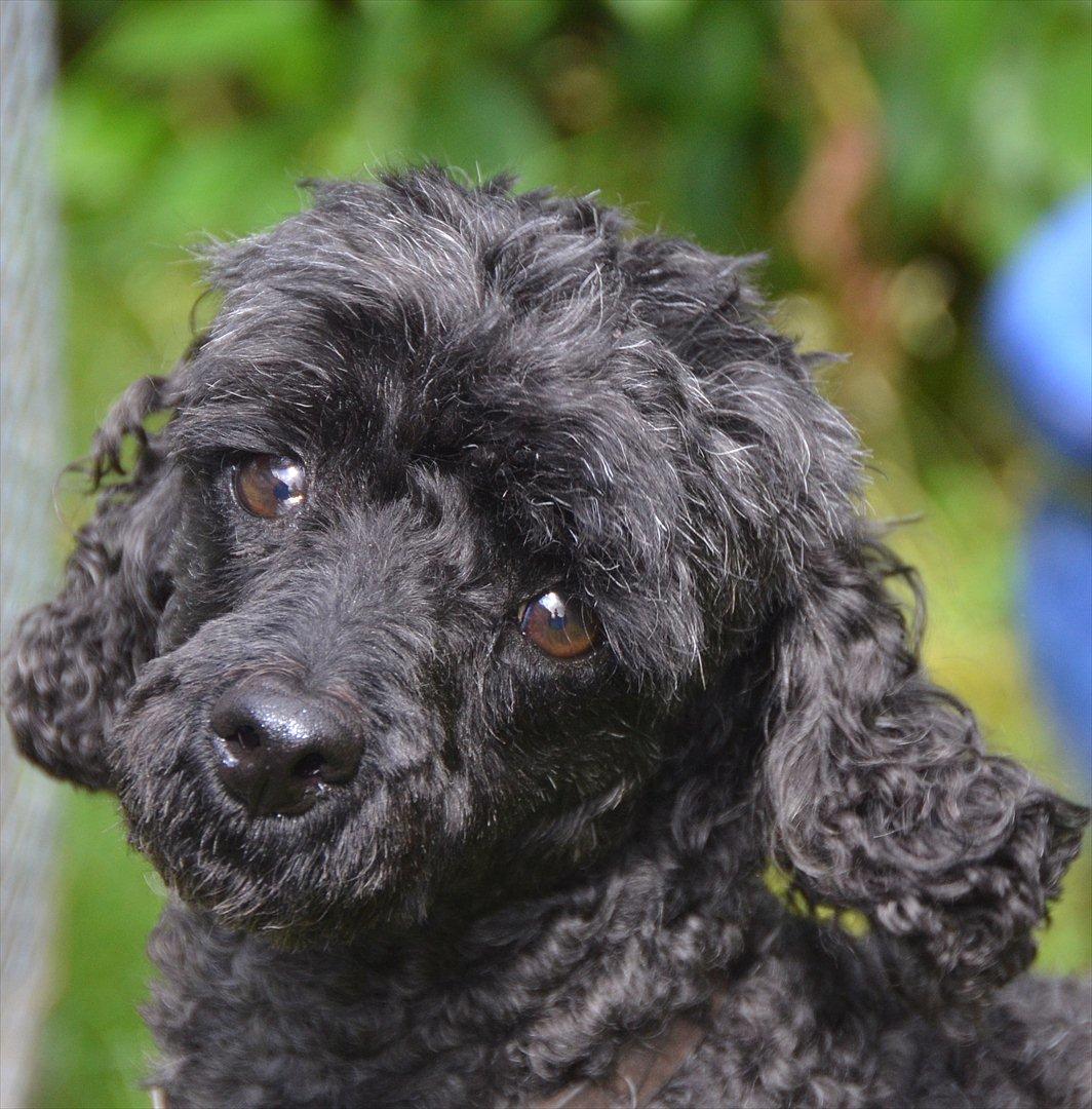 Dværgpuddel Max - Velkommen til Max` profil:) billede 1