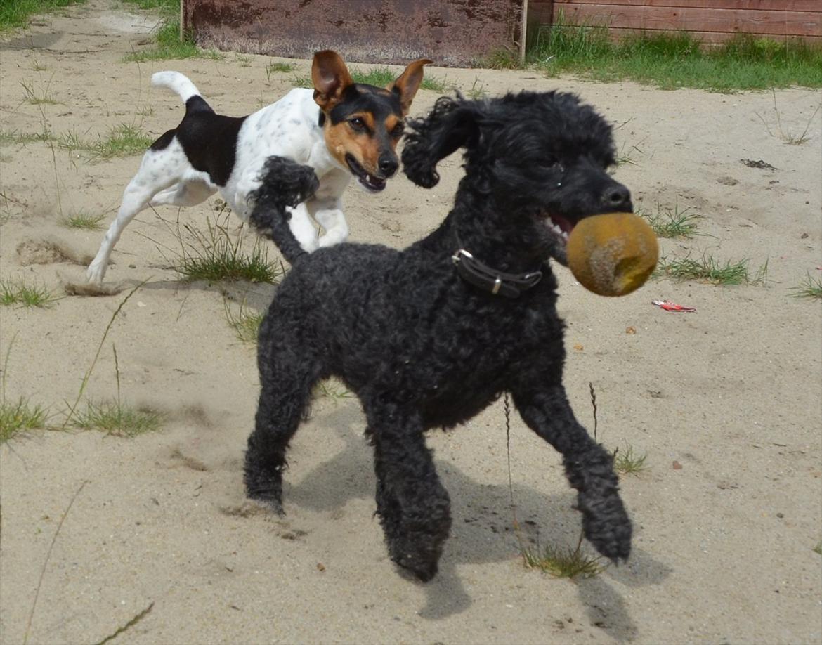 Dværgpuddel Max - Du kan ikke fange mig!;) billede 19