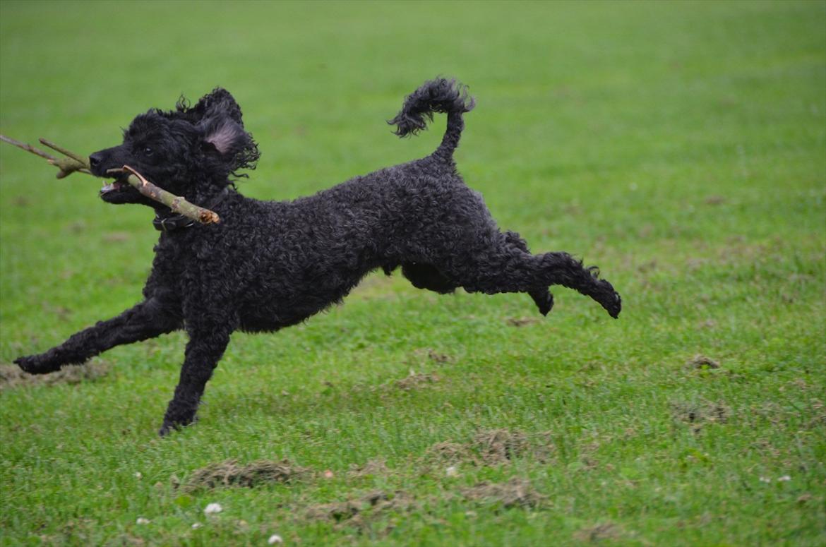 Dværgpuddel Max billede 16