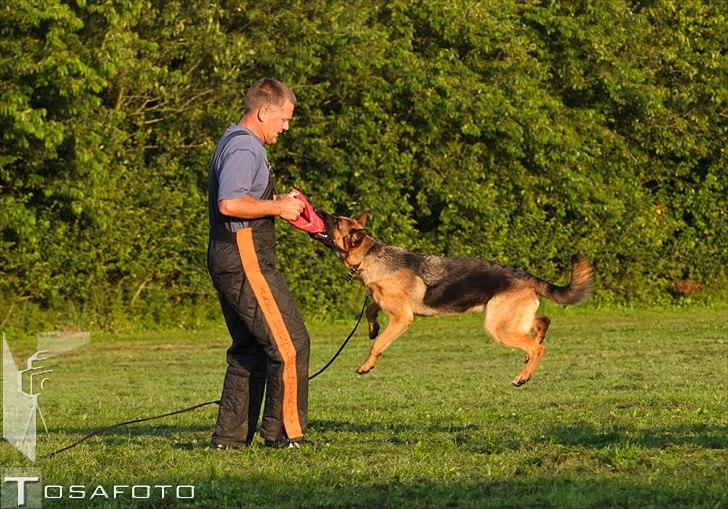 Schæferhund Soya billede 7