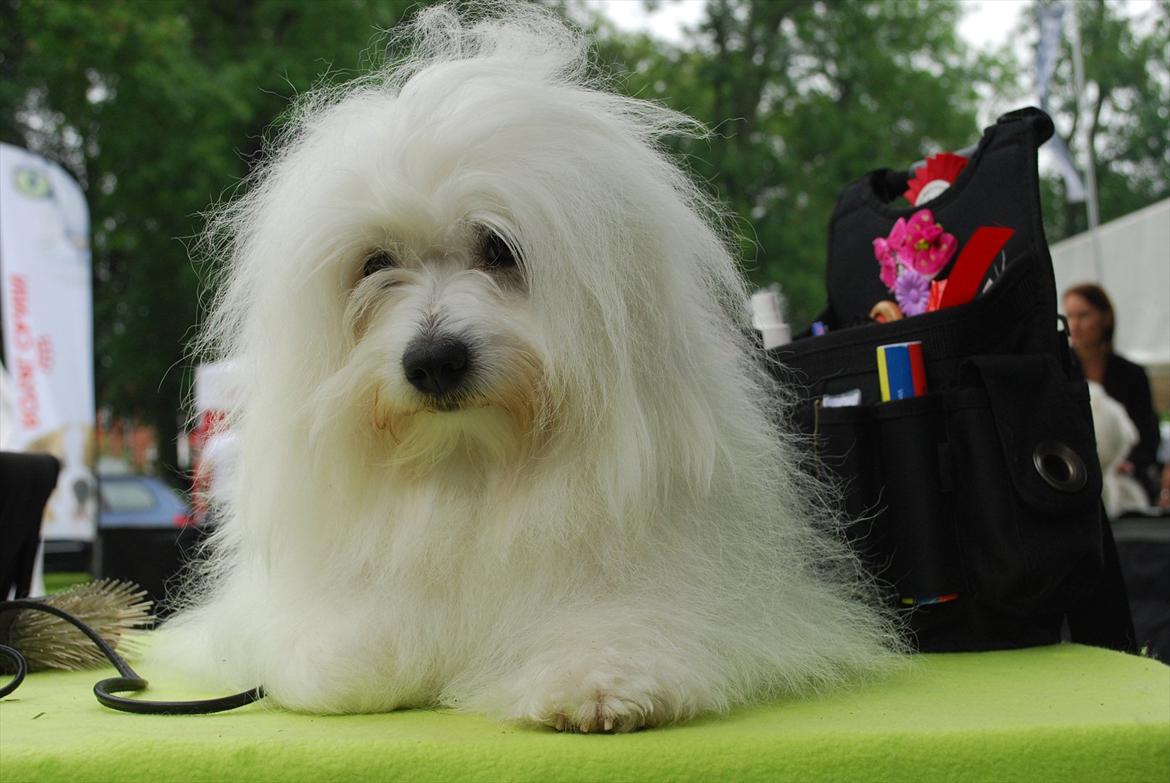 Coton de tulear Jegums Princess Becca - Smukke Becca til udstilling i Grenå 2011. billede 2