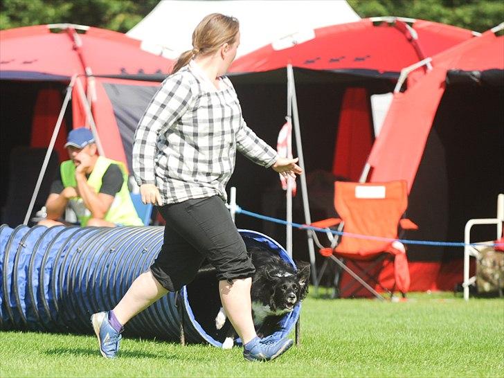 Border collie Joy billede 14