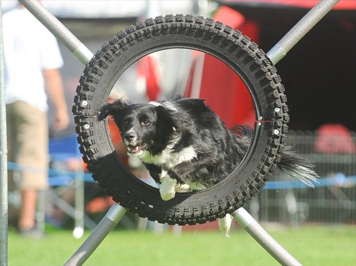 Border collie Joy billede 15