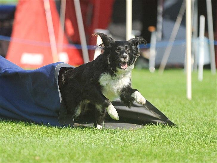 Border collie Joy - Man kan ikke være i tvivl. Han elsker Agility billede 16