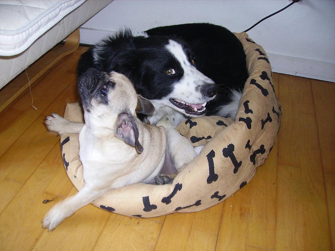 Mops Tito billede 11