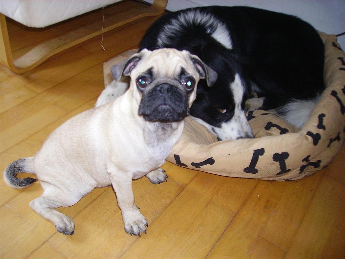 Mops Tito billede 12