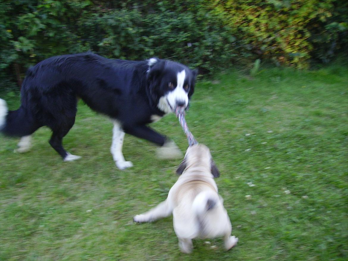 Mops Tito billede 13