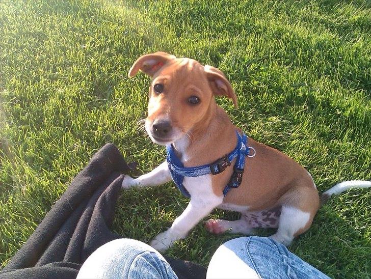 Blanding af racer Magnus - Ude og nyde en solrig aften :)  billede 7