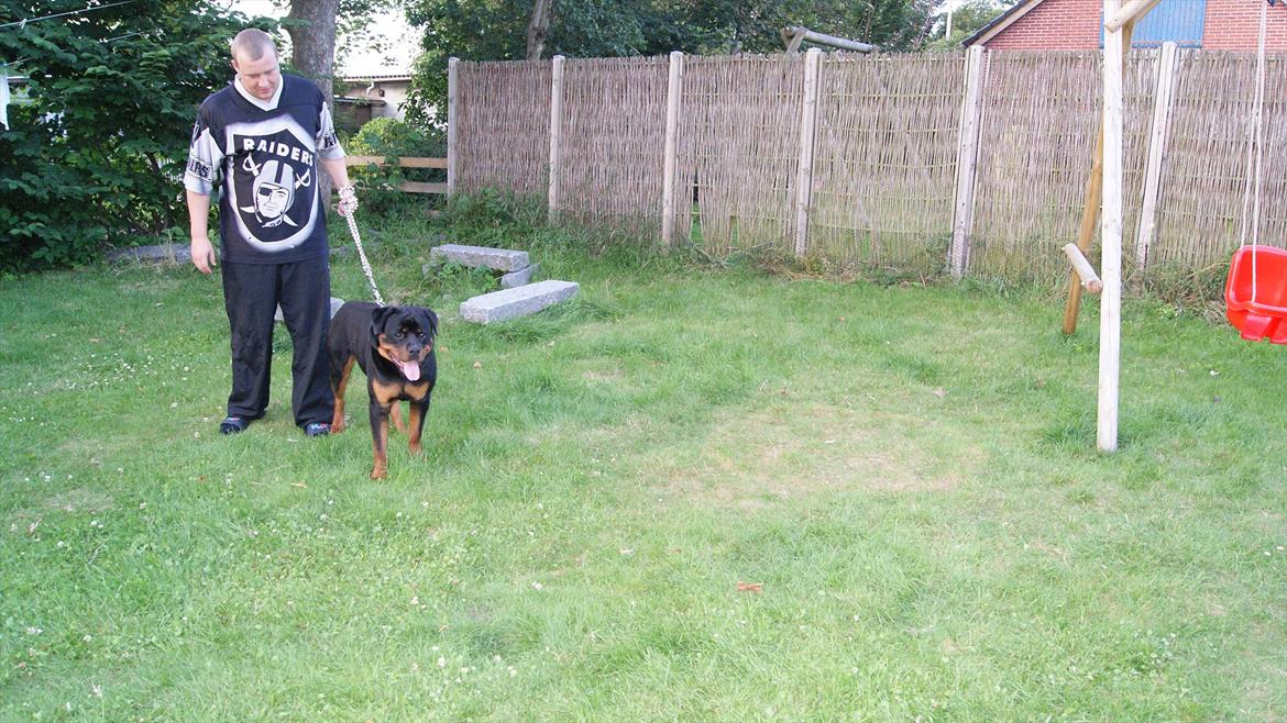 Rottweiler V. Hause Eisenguard Eike billede 17