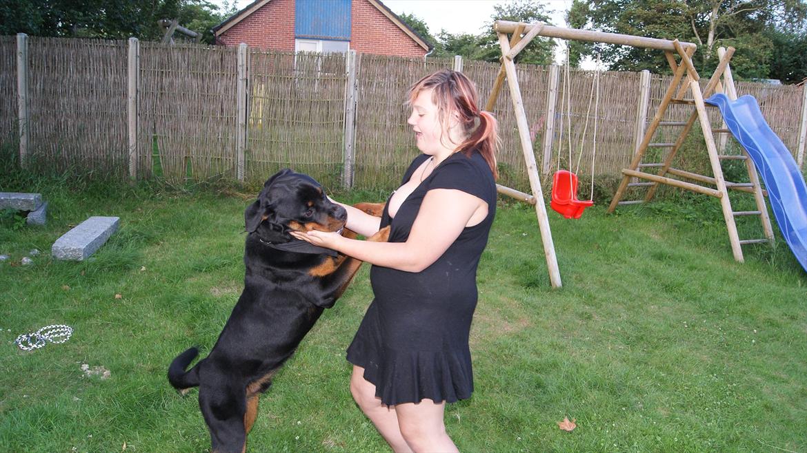 Rottweiler V. Hause Eisenguard Eike - Prøv at få ham til at stå op helt op. Men funger ikke . Men det giver et billede :P billede 19